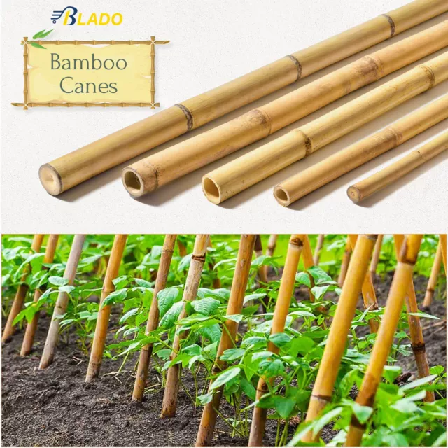 2ft - 6ft Strong Thick Heavy Duty Bamboo Canes Garden Flower Plant Support Stick