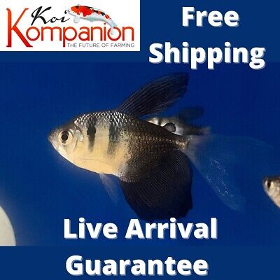 5/10/20X LongFin BlackSkirt Tetras Freshwater Fish Koi Kompanion Free Shipping