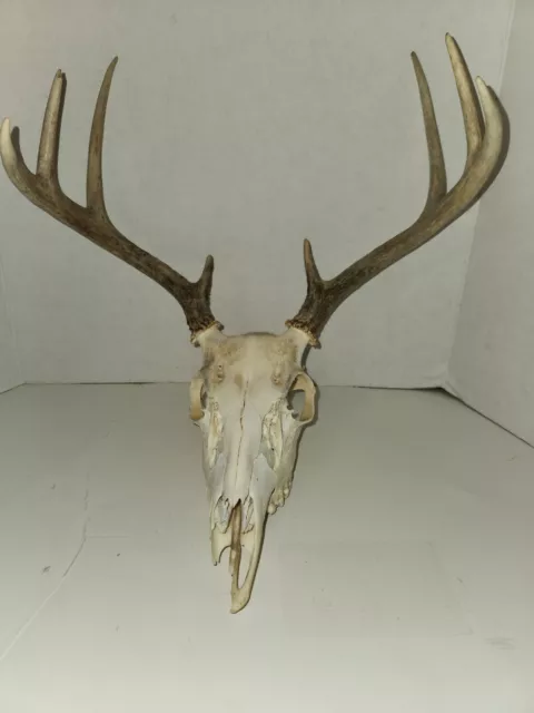 Weathered 8 point whitetail deer skull shed antlers horns taxideremy mount rack
