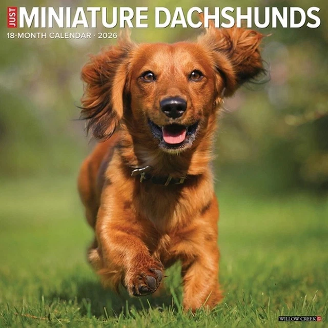 Mastering Miniature Dachshunds: Your Ultimate 2026 Guide