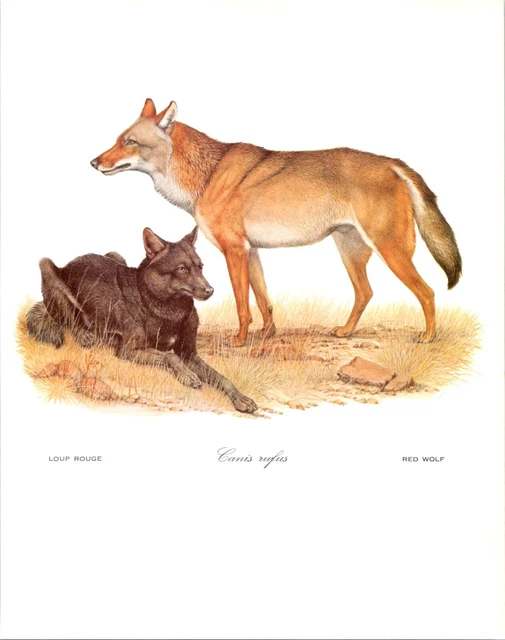 Red Wolf  Wildlife Endangered Wolves Animal Nature Art Print 1970