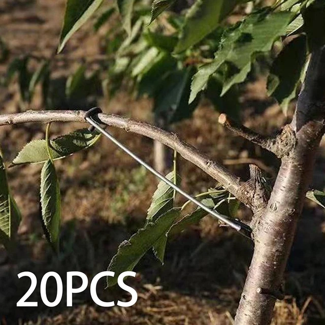 IUKUNNE 30 Pièces Ecarteur De Branches D'arbres Fruitiers, Support Pour