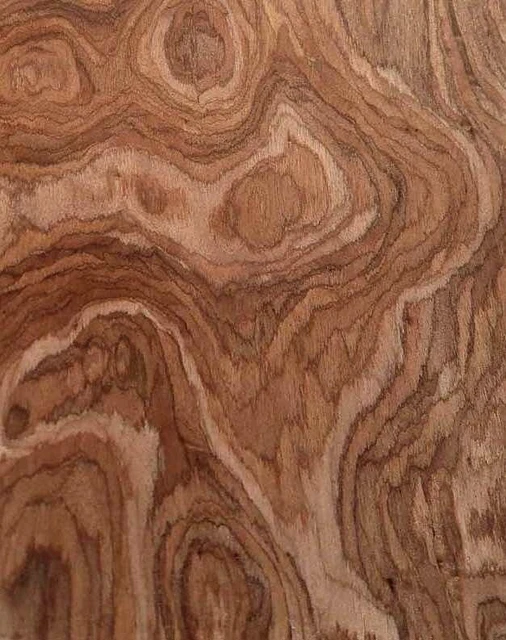 Claro Noyer Bois de Racine Placage SaRaiFo 250x64cm x 0,5mm