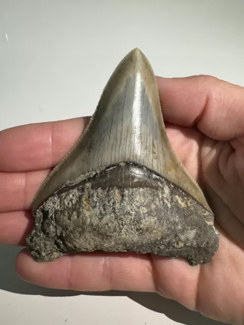 Big 4-5"" 8.3cm Megalodon Tooth Fossil Carcharocles Megalodon, Indonesia
