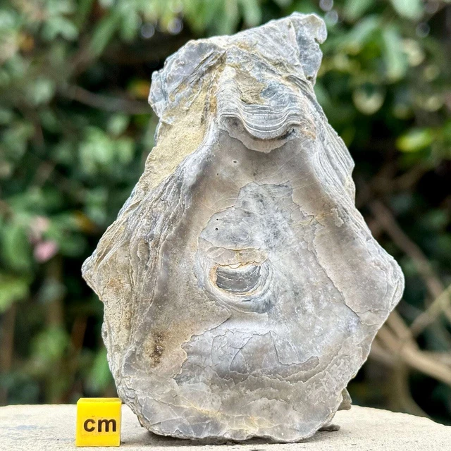 Giant jurassic coast fossil oyster - kimmeridge clay