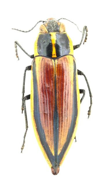 Beetles, Insects & Butterflies, Animals, Collectibles - PicClick CA