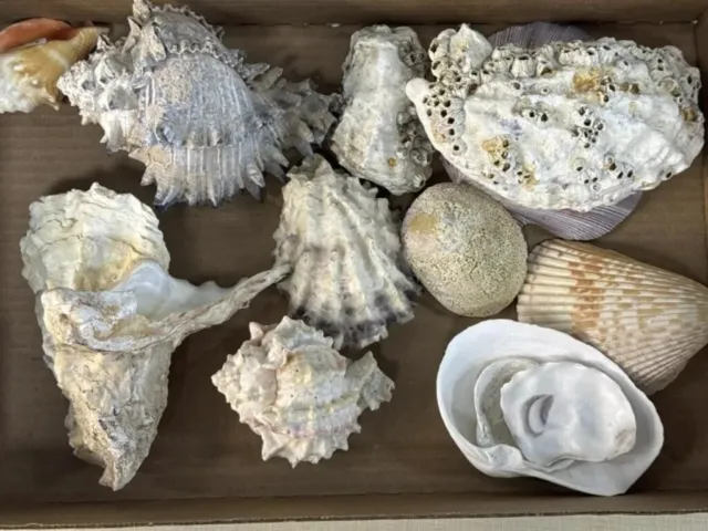 🐚 Sea Shells LOT: Assorted Collection of Beautiful Large to Medium-sized Pieces