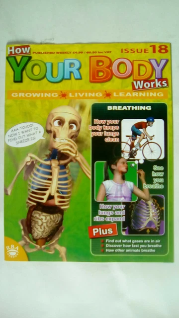HOW YOUR BODY Works Magazine Issue 18 Magazine Only NO SKELETON MODEL ...