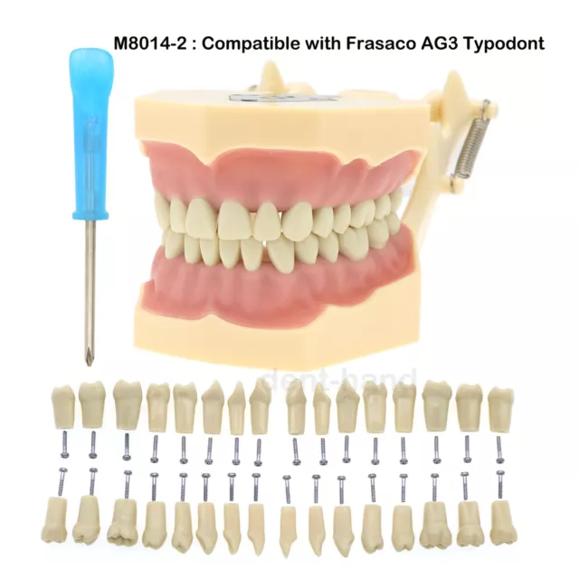 Dental Typodont Restorative Model 32Pcs Removable Teeth Frasaco AG3 Type M8014-2