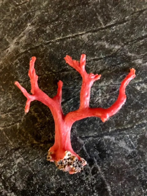 CORAL SUPERBE BRANCHE DE CORAIL ROUGE DE MEDITERRANEE - 60 mm x 60 mm