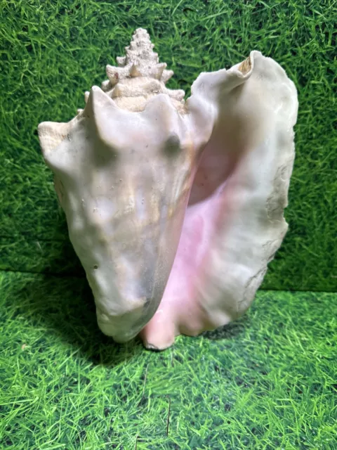 Natural Large Pink Queen Conch Snail Shell Seashell 10.5" Aquarium Beach Decor