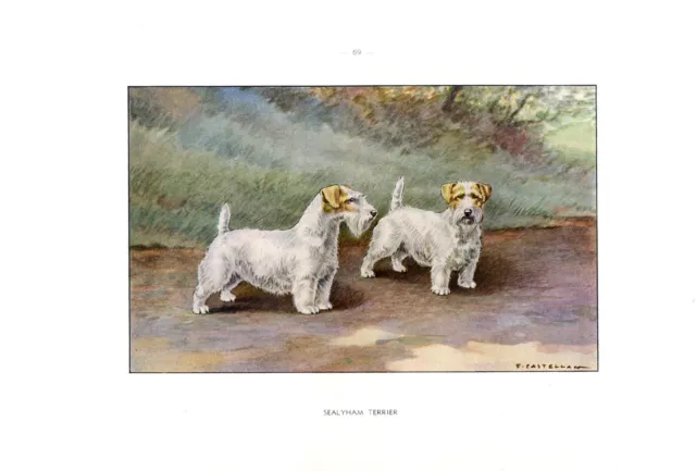 Hunting dog...Sealyham Terrier....1960