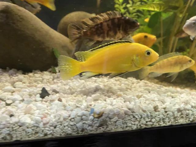 Baby Yellow Electric Cichlids for sale
