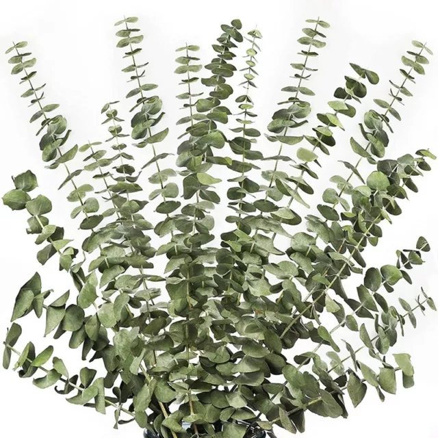 12 pz rami di eucalipto essiccati steli verdi, 17 pollici 100% vero naturale4582