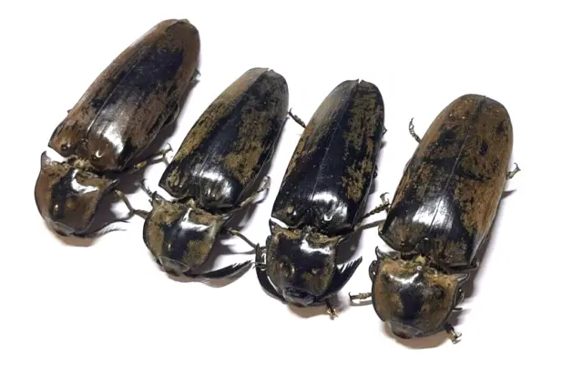 Insect - ELATERIDAE Tetralobus flabellicornis - Botswana - 52/58mm A1 4 Pcs Set!