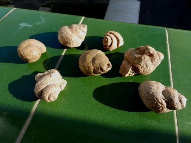 Fosiles Moluscos " Excelente  Lote De 7 Gasteropodos Sierra De Cazorla - 2A24 "