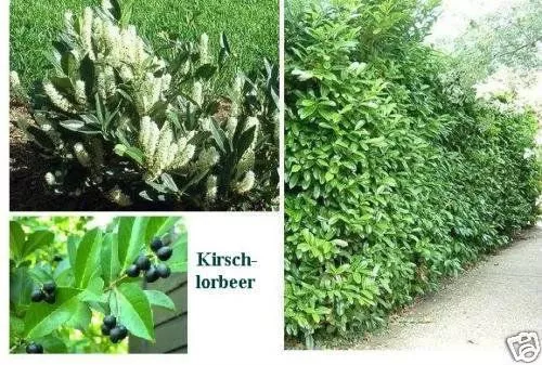 jetzt pflanzen! Immergrüne , winterharte Beeren-Hecke / 100 Kirschlorbeer Samen