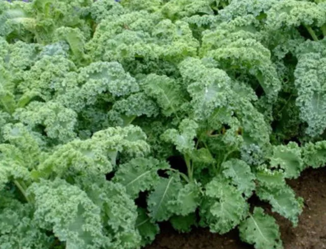 1.000 Graines de KALE non traitées Variété bleu frisé nain Chou frisé Brassica O