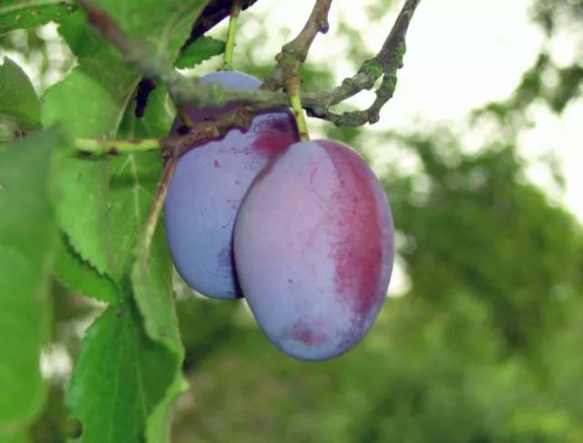 Opal Plum Tree 4-5ft, Self-Fertile, Tasty & Sweet, Ready to Fruit 2