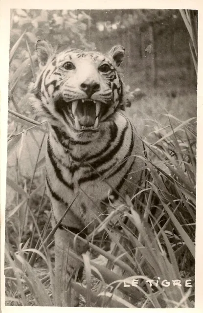 Carte Postale Fantaisie Animal Jeune Tigre