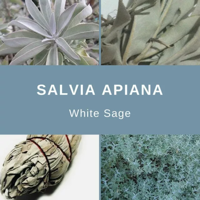 Salvia Apiana "White Sage" - EDIBLES - 25 Seeds