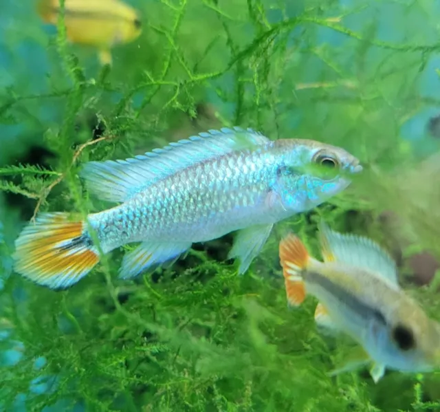 Apistogramma agassizi blue flame pair Live Freshwater Aquarium Fish