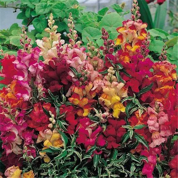 Antirrhinum Snapdragon Frosted Flames, 30 Seeds, Sow Jan-Apr+Sept-Oct, So Pretty