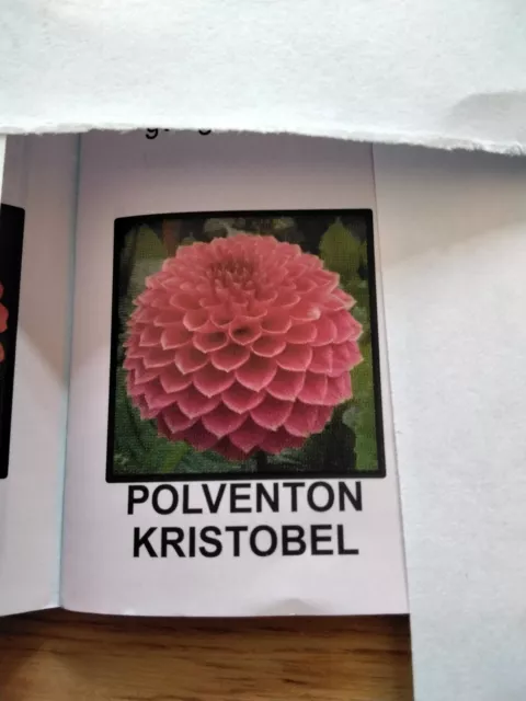 3 X Polventon Kristobel Dahlia Plants