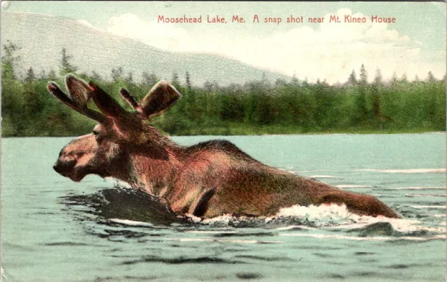 1910, MOOSE Swimming, Mt. Kineo House, MOOSEHEAD LAKE, Maine Postcard
