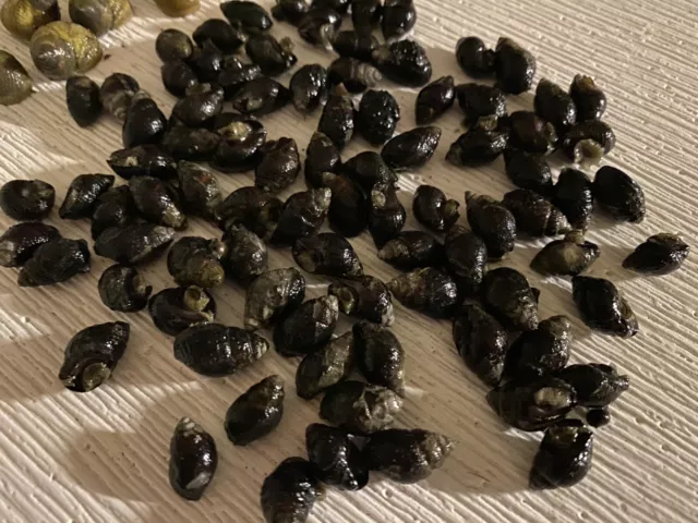 1000 Nassarius Live Saltwater Snails Fish Tank Aquarium Filter Sump Cleaner