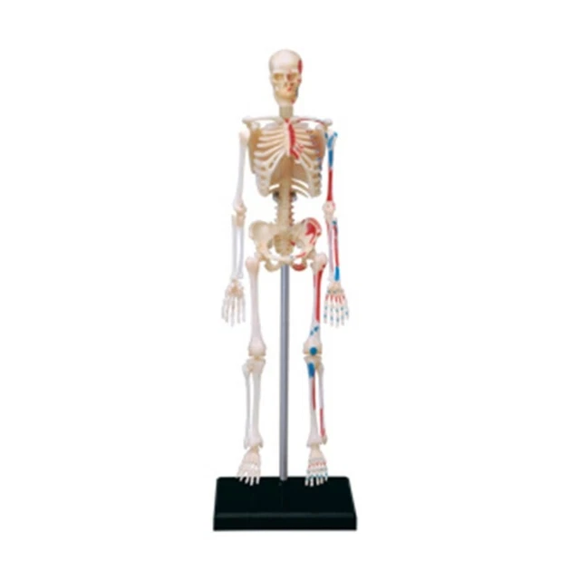MINI HUMAN SKELETON Model Anatomical Medical Teaching Tool for Student ...