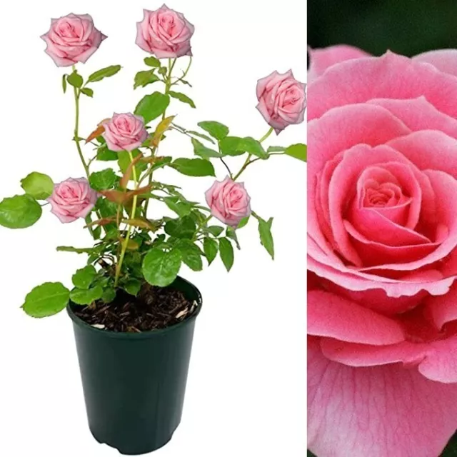 Rose Bush Tickled Pink - Floribunda Pink Hybrid Tea Rose in a 3L Pot