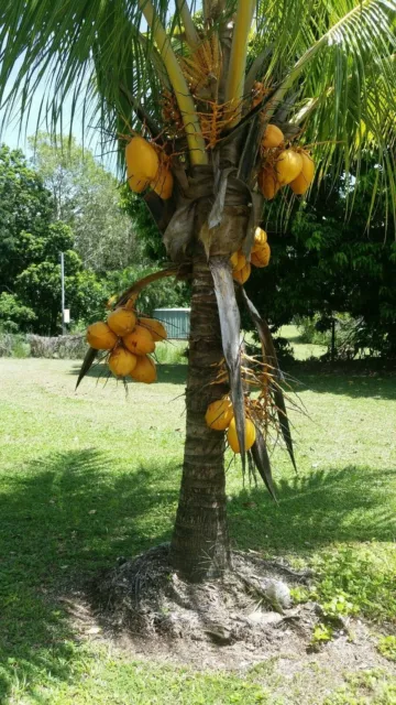 Golden Malay dwarf coconut tree. Organic nursery landscape plant