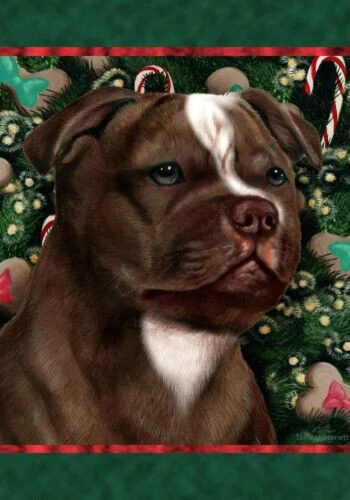 Christmas Holiday Garden Flag - Choc. & White Staffordshire Bull Terrier 149161