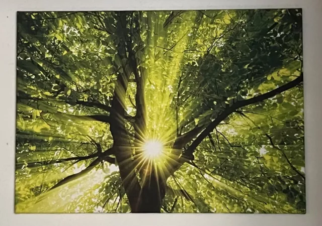 Artland 431986 Leinwandbild Smileus: Sonne strahlt explosiv durch den Baum 50x70