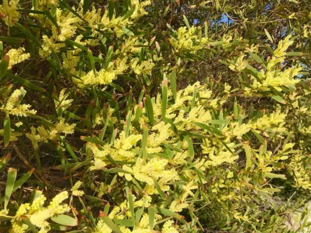 Acacia longifolia - Sydney Golden Wattle - 30 seeds