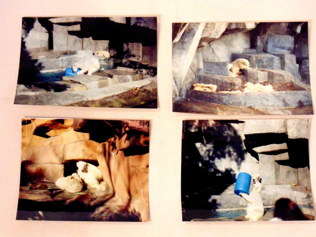 Fotos vintage de osos polares de la década de 1980 del zoológico de Brookfield 4 impresiones en color originales artesanías IL