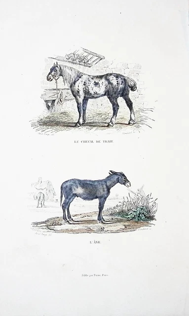 Lithographie Colorise A La  Main Tire De Buffon 1834 Le Cheval Et L'ane