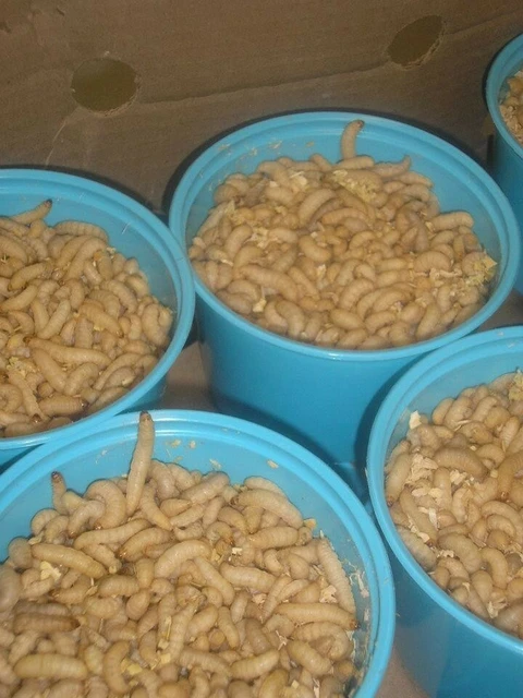 Wax Worms / Bee Moths Fresh Wholesale Waxworms Bait & Reptile Food FREE SHIPPING