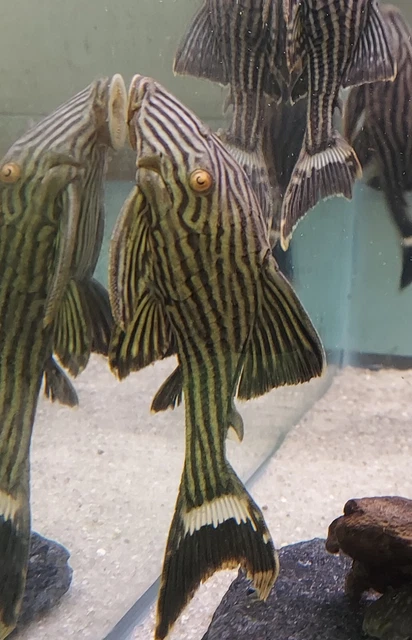 L190 Royal pleco 4.5 - 5" in length - live tropical fish - Wild Caught