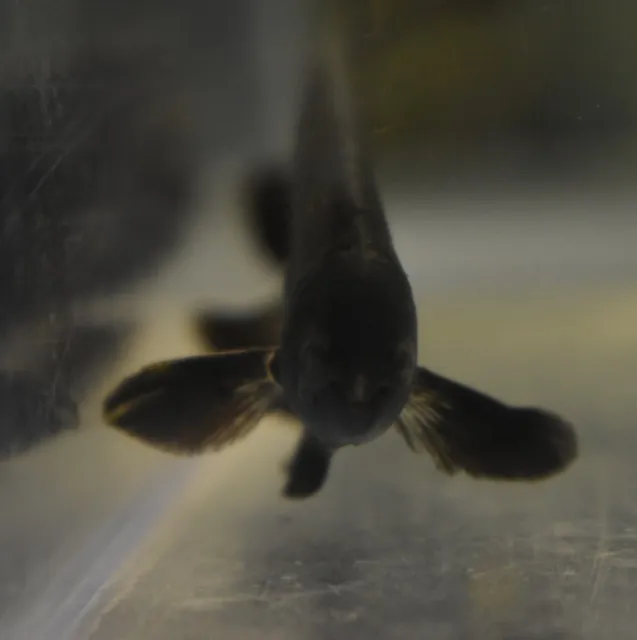 Live Black Ghost Knife Fish (3" Freshwater Aquarium Fish) *PLS READ DESCR* 10