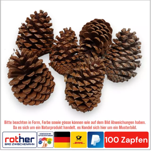 100x Tannenzapfen Pinus Maritima Advent Weihnachten Zapfen Größe ca.10-14cm