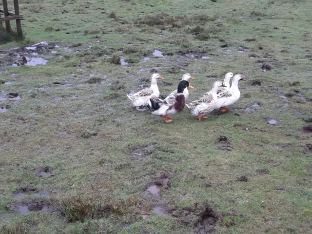 6 Silver Appleyard Hatching Eggs