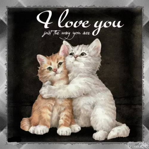 I Love You Just The Way You Are Cute Kitten Cat Hugging Best Friends Love MAGNET