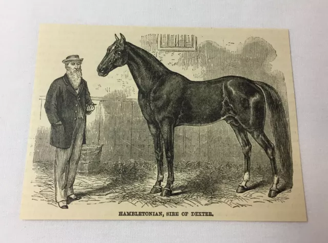 1885 Rivista Incisione ~ Trotta Cavallo Hambletonian, Sire Di Dexter