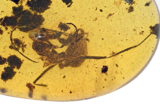 Extinct Sphecomyrma Ant, Fossil inclusion in Burmese Amber