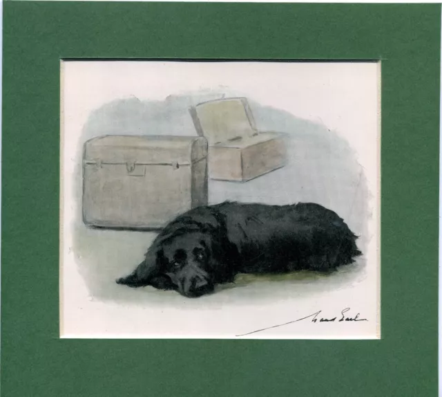Maud Earl ~ Cocker Spaniel ~ Gun Dog. Hand Coloured Print Genuine Vintage 1929