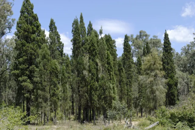 Black Cypress Pine (Callitris endlicheri) 50 Seeds 3