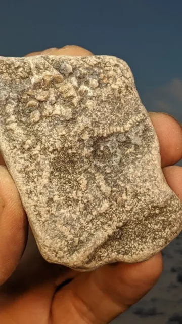 Crinoid Fossil Stems Segments in Matrix. Lyme Regis. 70mm x 50mm