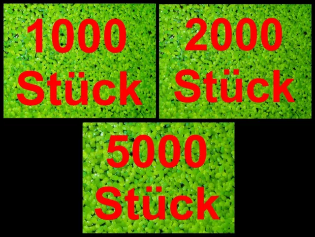 *DUCKWEED 1/ 2/ 5 PACK* Lemna Floating Plant Anti Algae Pond Aquarium Fish Tank